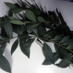 May include: A bunch of fresh green bay leaves, a common herb used in cooking.