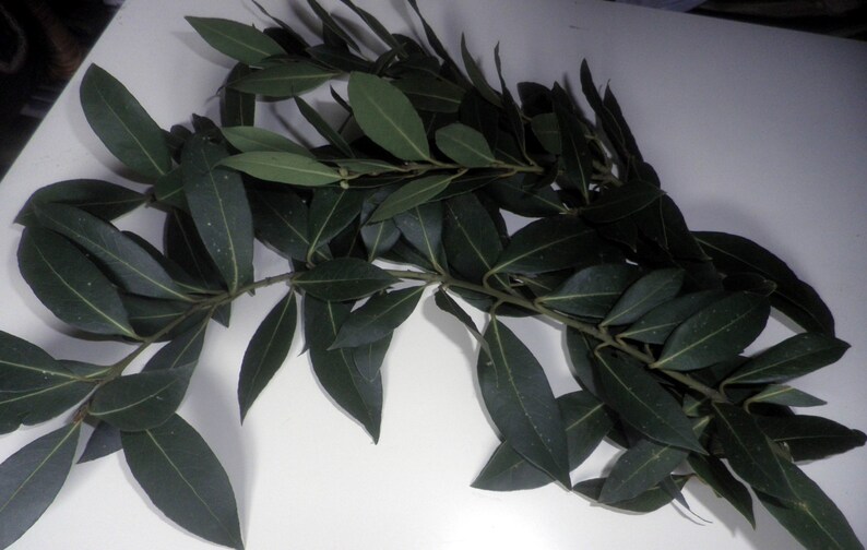 May include: A bunch of fresh green bay leaves, a common herb used in cooking.