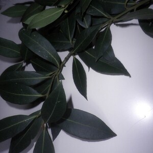 May include: A bunch of dark green bay leaves with a few small green buds.