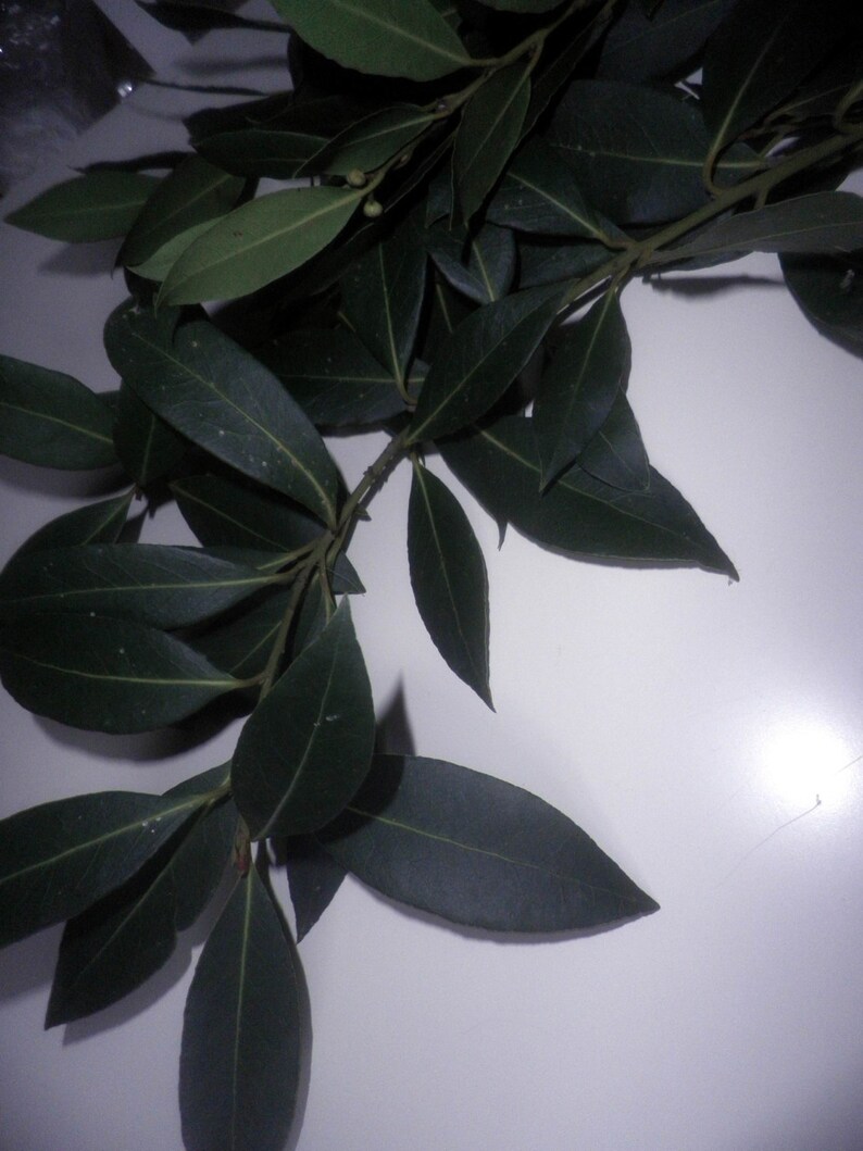 May include: A bunch of dark green bay leaves with a few small green buds.