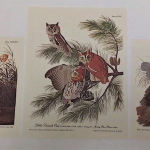 Set of 3 Full-Color Audubon Bird Lithographs, ready for framing, Bird Art,, Grouse and Owl collection