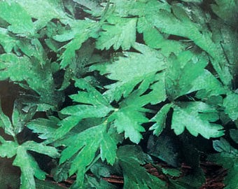 organic HERB SEEDS, Flat-leaf Italian Parsley, Herb Garden, Cooking