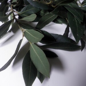 May include: A bunch of fresh green bay leaves on a white surface.