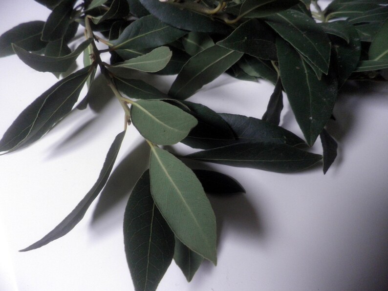 May include: A bunch of fresh green bay leaves on a white surface.