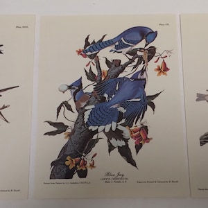 Juego de 3 litografías de pájaros Audubon a todo color, listas para enmarcar, Bird Art, colección de blues (haga clic en "Detalles del artículo" a continuación para obtener más información)