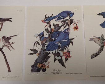 Set of 3 Full-Color Audubon Bird Lithographs, ready for framing, Bird Art, blues collection(click "Item details" below for more info)