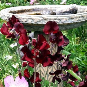 SWEET PEA Vine seeds, Dark Burgundy colored flowers, fragrant Bordeaux Heirloom variety