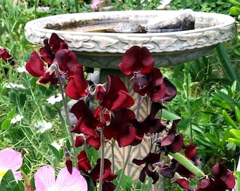 SWEET PEA Vine seeds, Dark Burgundy colored flowers, fragrant Bordeaux Heirloom variety