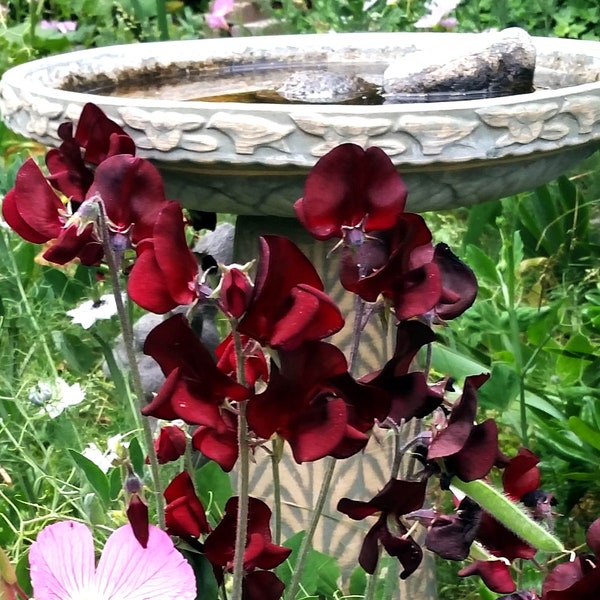 Unusual Flower Seeds Etsy