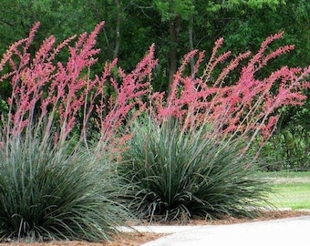 Texas Red Yucca seeds, AKA:Hummingbird Yucca, Hesperaloe Parviflora, Coral-red flowers, Xeriscape drought tolerant