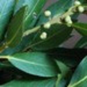 May include: Close-up of green bay leaves with small white flower buds.