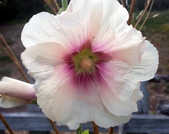 Semi di malvarosa vecchio stile, rosa misti, giardino rustico, 3 grammi di semi biologici
