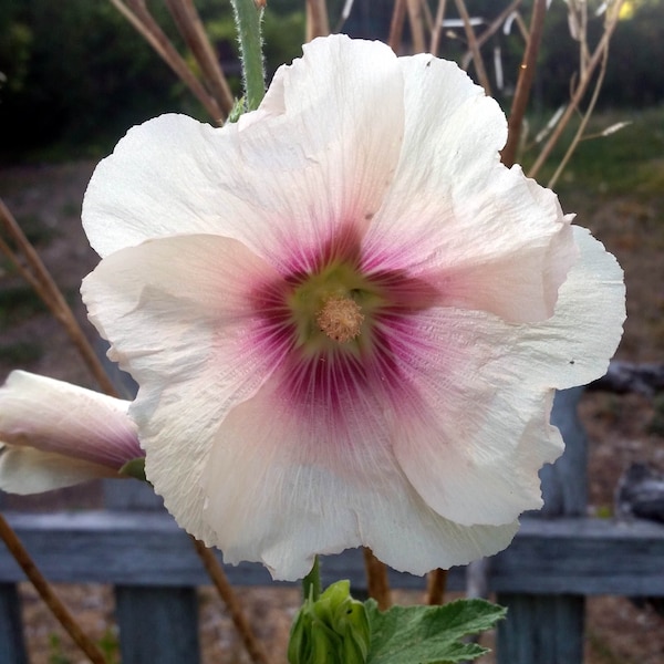 SEEDS for old-fashioned HOLLYHOCK flowers, mixed pinks, Cottage garden, 3 grams organic seeds