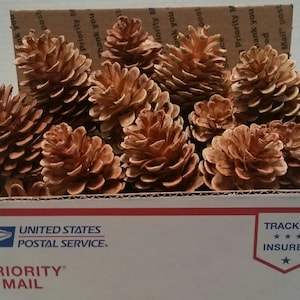 Blonde Pine Cones, Box full for crafting and decorating