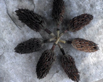 Box full of natural MAGNOLIA PODS for crafting and design