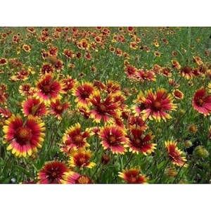 Gaillardia Flower seeds, Indian Blanket flower, drought tolerant, organically grown