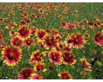 Gaillardia Flower seeds, Indian Blanket flower, drought tolerant, organically grown