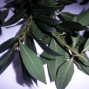 May include: A bunch of fresh green bay leaves, a popular herb used in cooking.
