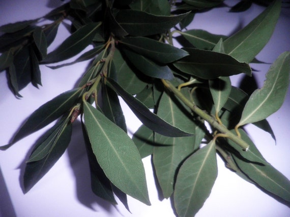 10 Branches Fresh ORGANIC Bay Laurel Leaves, lauris nobili, for wreaths floral filler decor craft projects natural herbs for cooking