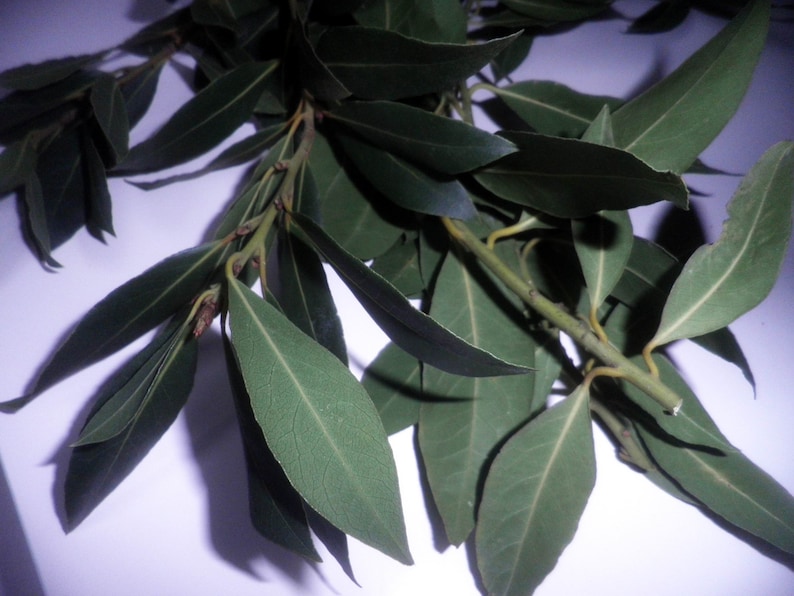 May include: A bunch of fresh green bay leaves, a popular herb used in cooking.