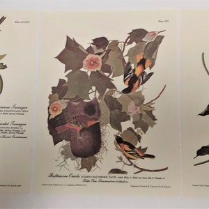 Set of 3 Full-Color Audubon Bird Lithographs, ready for framing, Bird Art