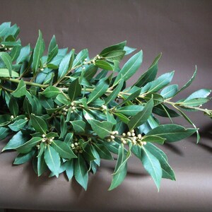 K&ouml;nnte beinhalten: Ein Bund frischer gr&uuml;ner Lorbeerbl&auml;tter mit kleinen wei&szlig;en Knospen.