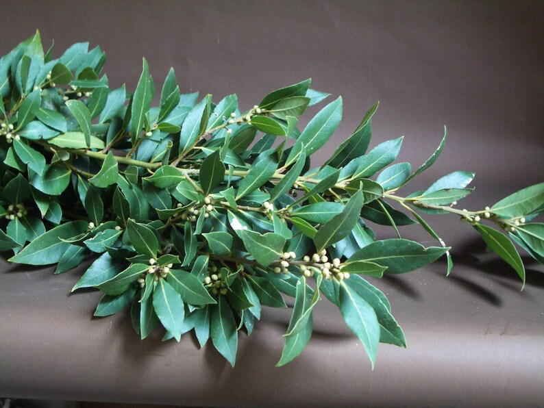 K&ouml;nnte beinhalten: Ein Bund frischer gr&uuml;ner Lorbeerbl&auml;tter mit kleinen wei&szlig;en Knospen.