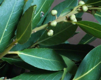 dried HERBS, organic, dry BAY LEAVES, bay laurel, cooking supply