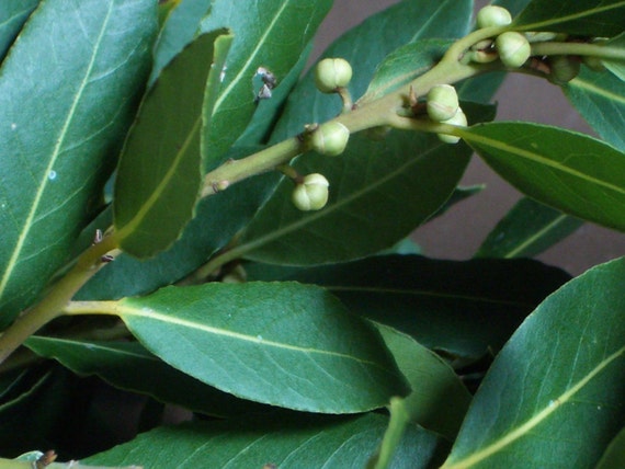 dried HERBS, organic, dry BAY LEAVES, bay laurel, cooking supply