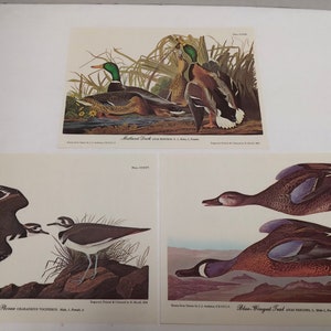 Set of 3 Full-Color Audubon Bird Lithographs, ready for framing, Bird Art, Ducks