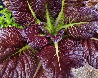 GIANT Red Mustard plant SEEDS, vegetable garden, Organic non-GMO, Heirloom vegetable, Ornamental edible vegetable, Brassica Jancea