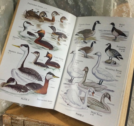 Canada Goose  Audubon Field Guide