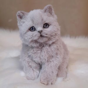 British kitten realistic toy, Stuffed Animal, Plush toy
