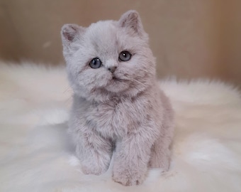 British kitten realistic toy, Stuffed Animal, Plush toy