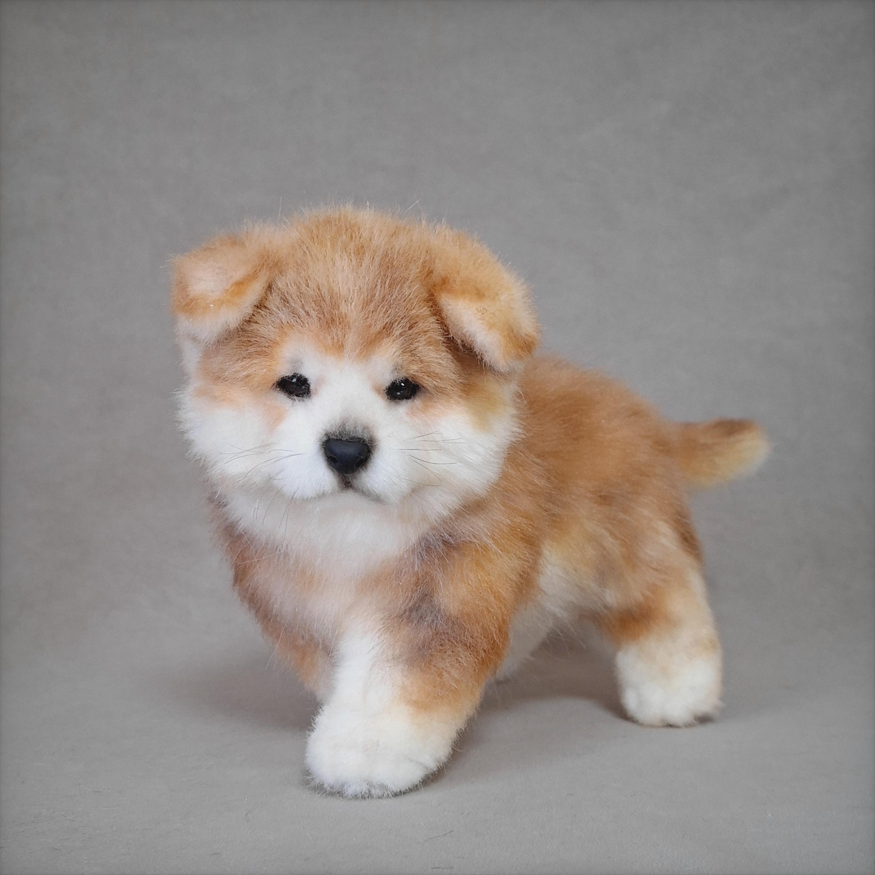 Akita Inu Puppy Golden Akita Puppies For Sale Akita Plush