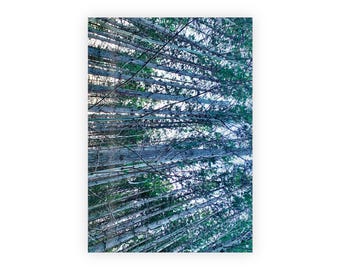 100% recycelbare Geschenkverpackung | Wald