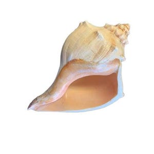 May include: A large, beige conch shell with a smooth, curved exterior and a wide, open interior. The shell has a natural, organic shape with a spiral tip and a warm, earthy color palette. The shell measures approximately 10 inches in length.
