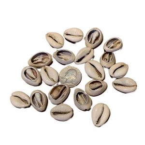Dilogun Mano 24 Caracoles Cowries Shell Open Santeria Ifa diloggun ifa abiertos i cerrados