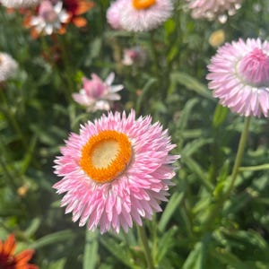 Fiore di paglia 'rosa argentata' - 75 semi (elicriso bracteatum, fiori rosa chiaro, semi di fiori biologici, fiori di carta rosa, fiori secchi e fiori recisi)