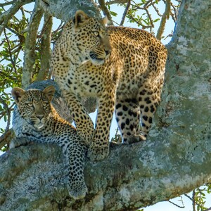 Leopards Looking for Prey Wall Art, Wildlife Decor, Maasai Mara Wall Art, Large Livingroom Decor, Kenya Africa Photo Print, Africa Decor