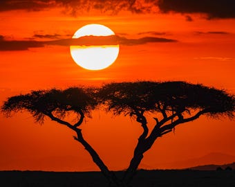 Acacia Tree Silhouette at Sunset, Kenya Africa Photography Print