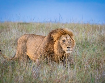 Lion Photo Art, Lion Wall Art, Safari Animal Print, Wildlife Decor