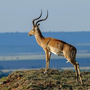 Graceful Impala Photography Art Print, Masai Mara Kenya Wall Art, Large Livingroom Wall Art, Kenya Africa Photo Print, Africa Decor