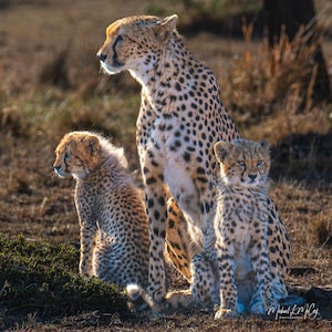 Cheetah with Cubs Photo Print Art, Wildlife Decor, Nature Wall Art, Large Livingroom Wall Art, Kenya Wildlife Canvas Print, Kenya Africa,