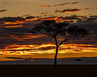 Acacia Tree Sunset, Maasai Mara Kenya Photography Print