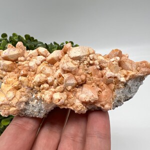 Peut inclure: Un amas de cristaux de couleur pêche avec une surface rugueuse et texturée. Les cristaux sont regroupés, certaines zones apparaissant plus opaques et d'autres translucides. La base de l'amas a un aspect cristallin blanc. Le minéral est tenu par une main.