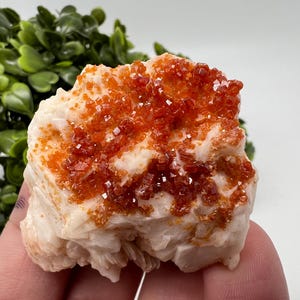Red Vanadinite on Barite from Morocco,Crystal, Mineral,Specimen,Cluster,Vanadinite Crystal, Vanadinite ,Geology,Vanadinite Cluster,red Cr