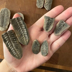 Fern Nodule Pair / Fern Fossil / Choice / Natural Fossil / Split Fossil / Small