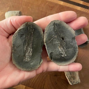 Fossil Nodule Pair / Fern Fossil / Natural Fossil / Split Fossil / Medium