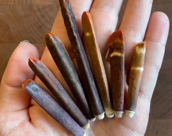 Real Sea Urchin Spines / Nautical / Decor / Natural Shells